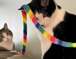 kids toys with prokaihaz