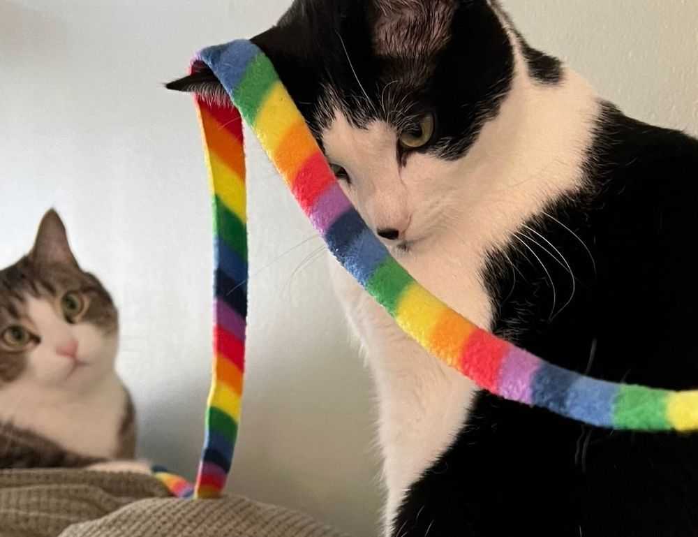 kids toys with prokaihaz