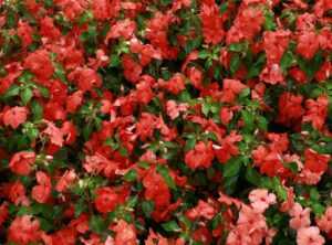 Ideas for Landscaping Kdarchistyle