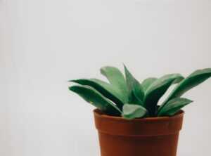 Which Houseplants Should I Buy Ththomedec